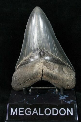 Robust Fossil Megalodon Tooth #12300